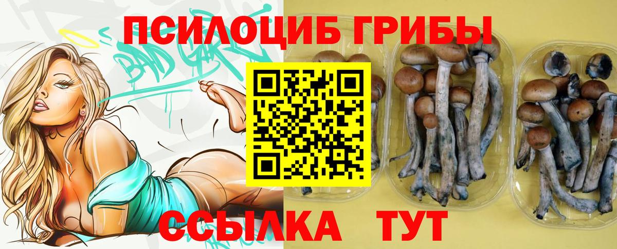 Павловский Посад  Галлюциногенные грибы Psilocybine cubensis  Вход с VPN 
